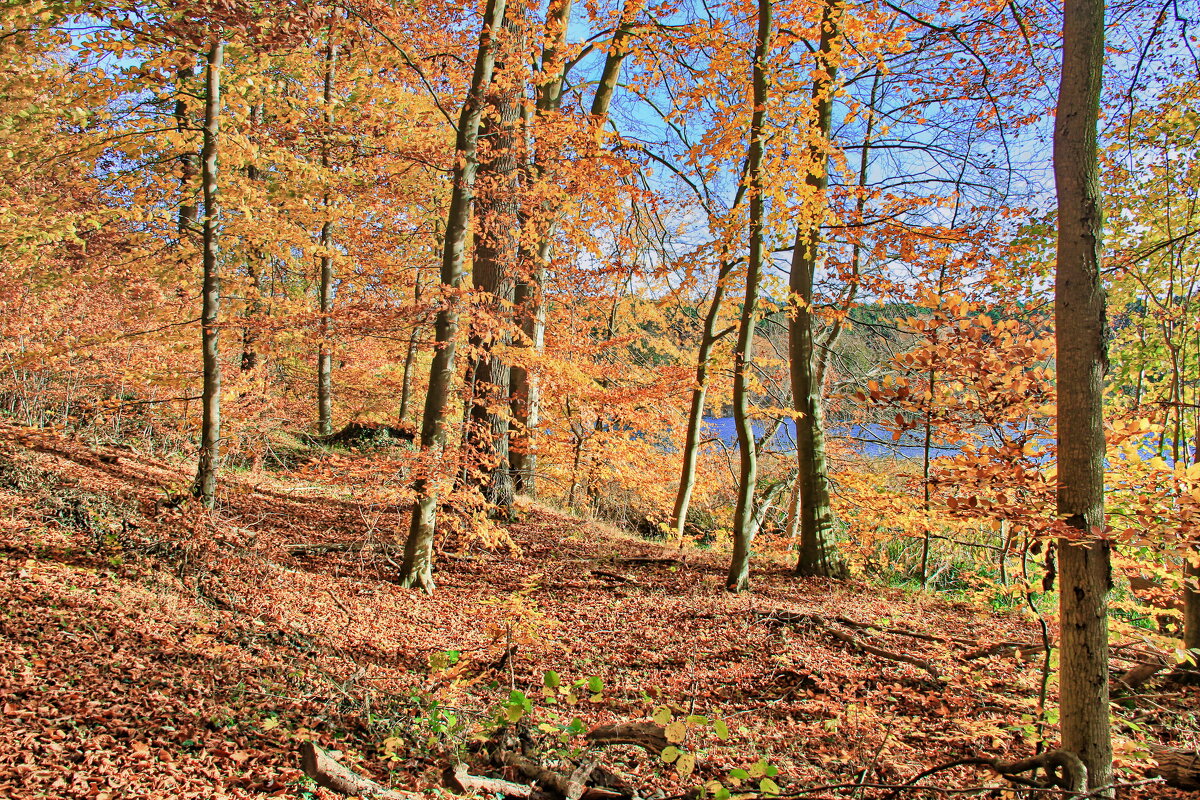 Мгновения прошедшей осени - Андрей K. Мгновения прошедшей осени - Андрей K.