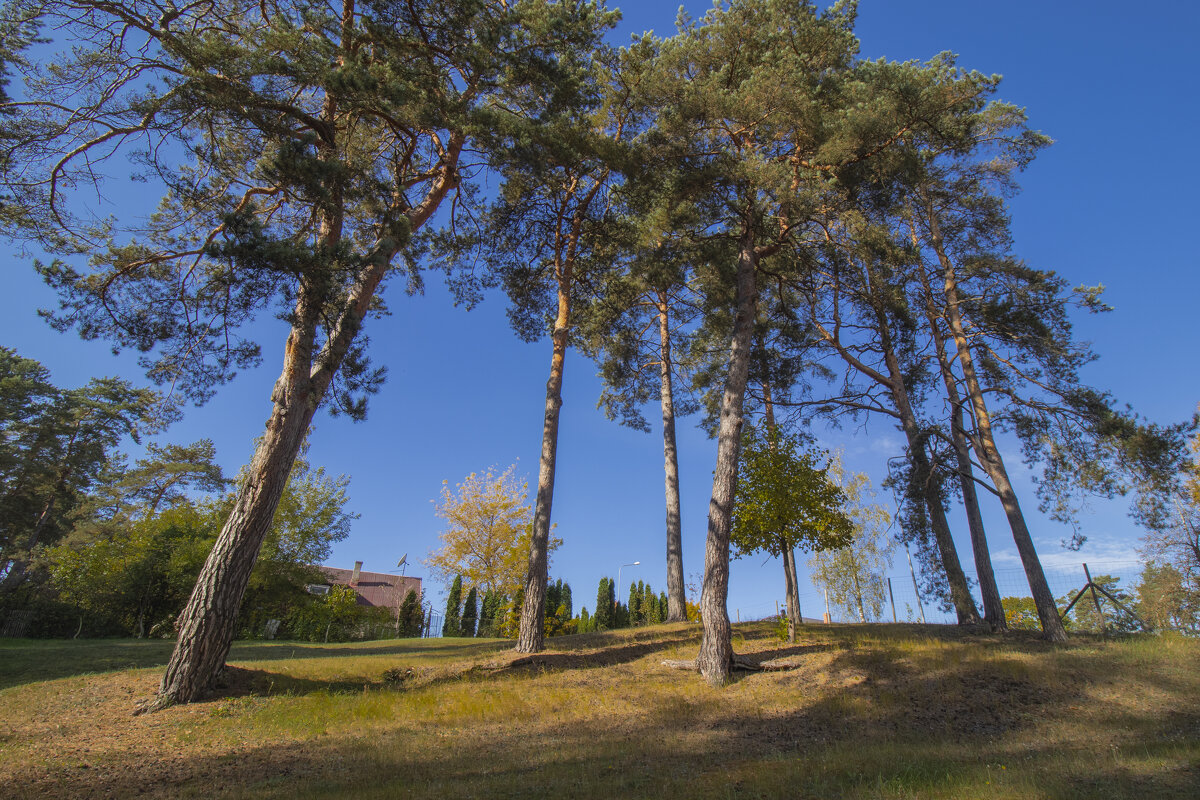 б/н - Николай 