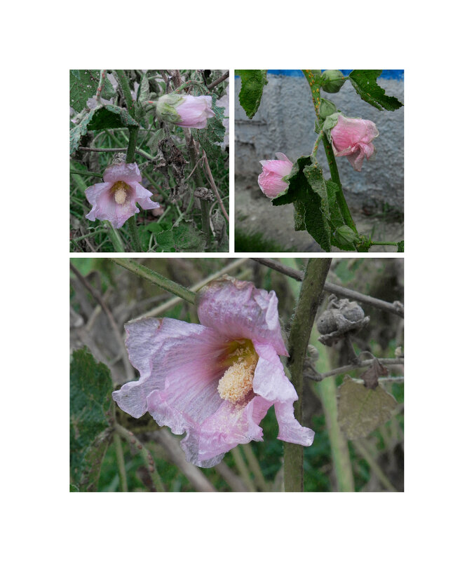 цветы ноябрь - Лера 