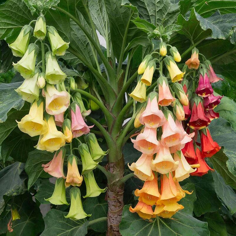 так выглядит рисунок бругмансии. - МАРИЯ ПОПОВА