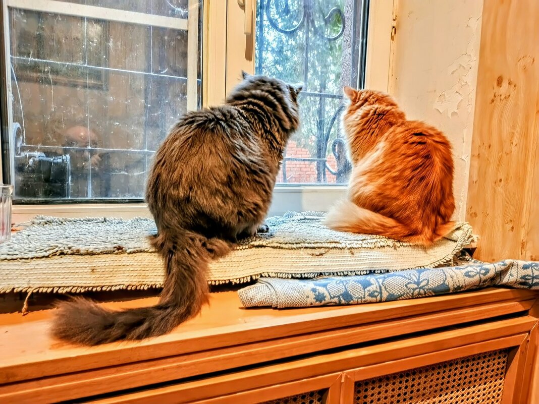 Сидят кошки (коты) на окошке. - Михаил Столяров