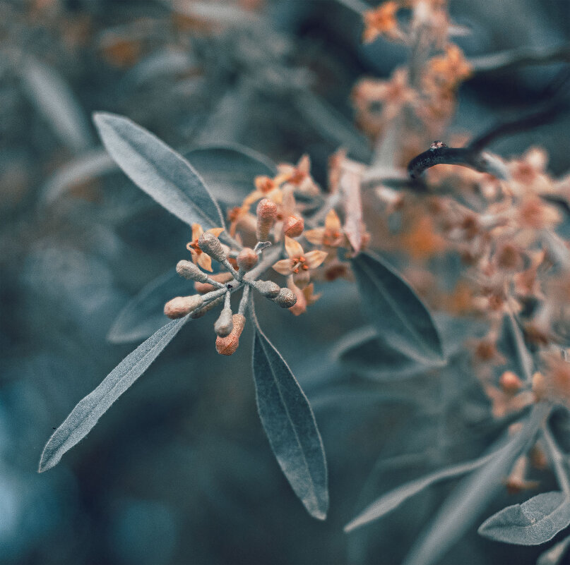 *** - Елена Алексеева