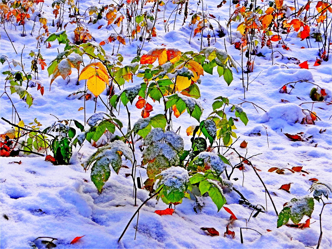 ПРИЧУДЫ ПРИРОДЫ - Юрий Владимирович 34 ПРИЧУДЫ ПРИРОДЫ - Юрий Владимирович 34