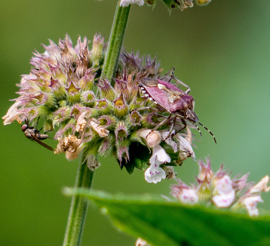 Мастер маскировки - Андрей Мастер маскировки - Андрей