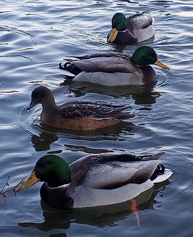 Утки - Сапсан 