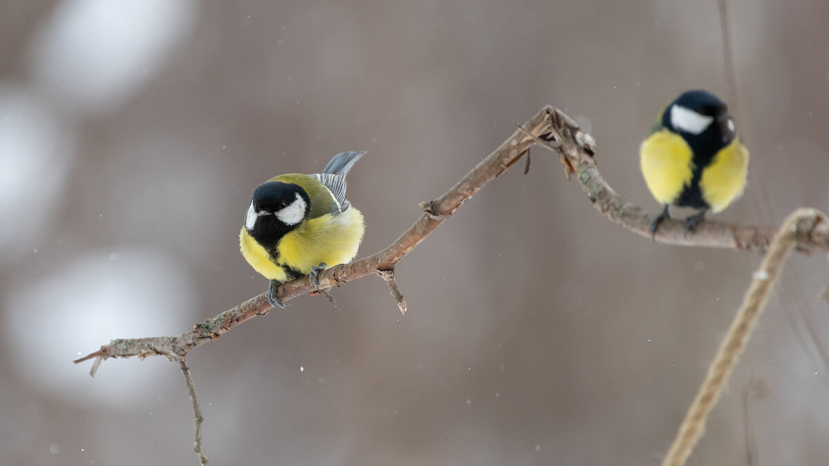 Синицы. Зима - Владимир Лазарев Синицы. Зима - Владимир Лазарев
