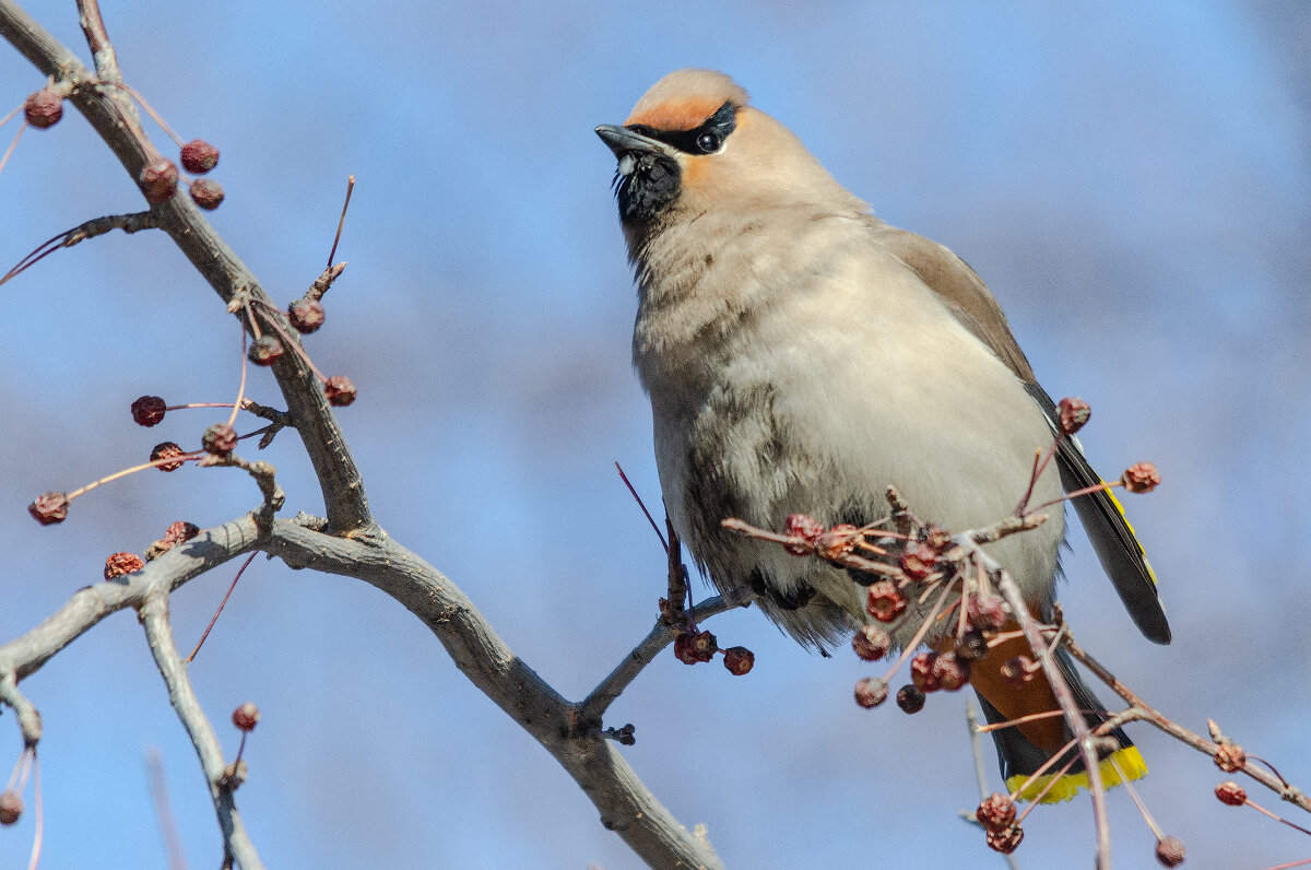 Свиристель - Виктор Иванович Чернюк Свиристель - Виктор Иванович Чернюк