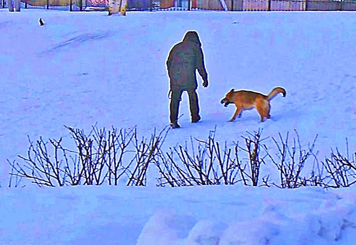 Декабрь,..Игры с овчаркой! - Владимир 