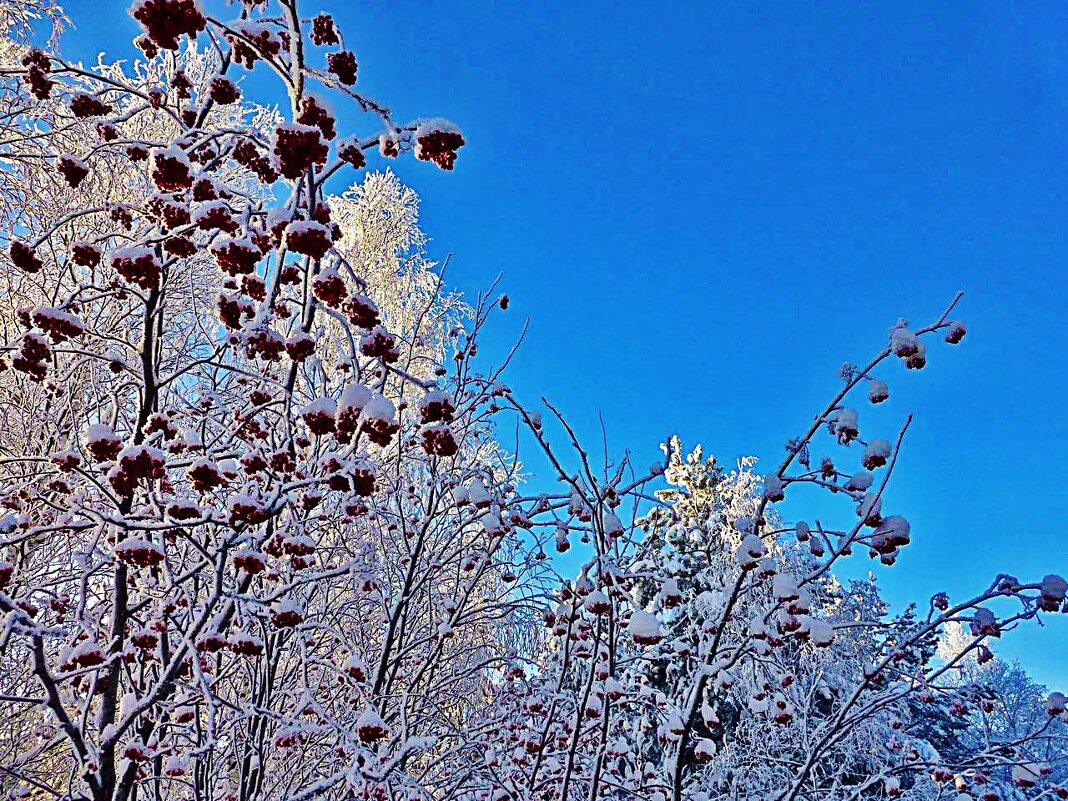 Январь...Морозная рябина! - Владимир 