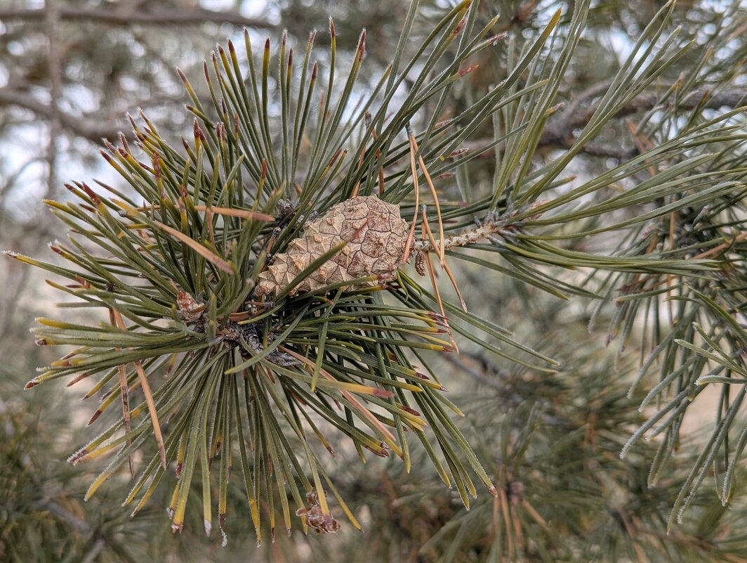 Сосновая шишка - Андрей Хлопонин Сосновая шишка - Андрей Хлопонин