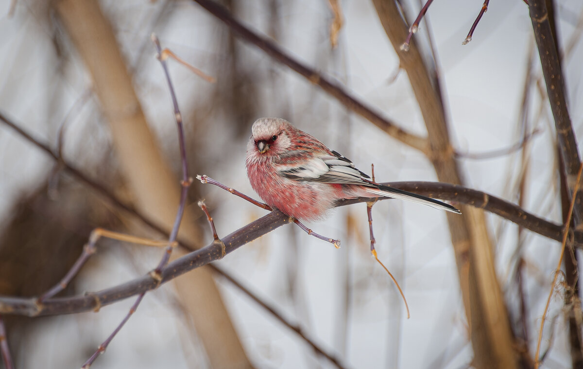Урагус. - Вадим Басов Урагус. - Вадим Басов
