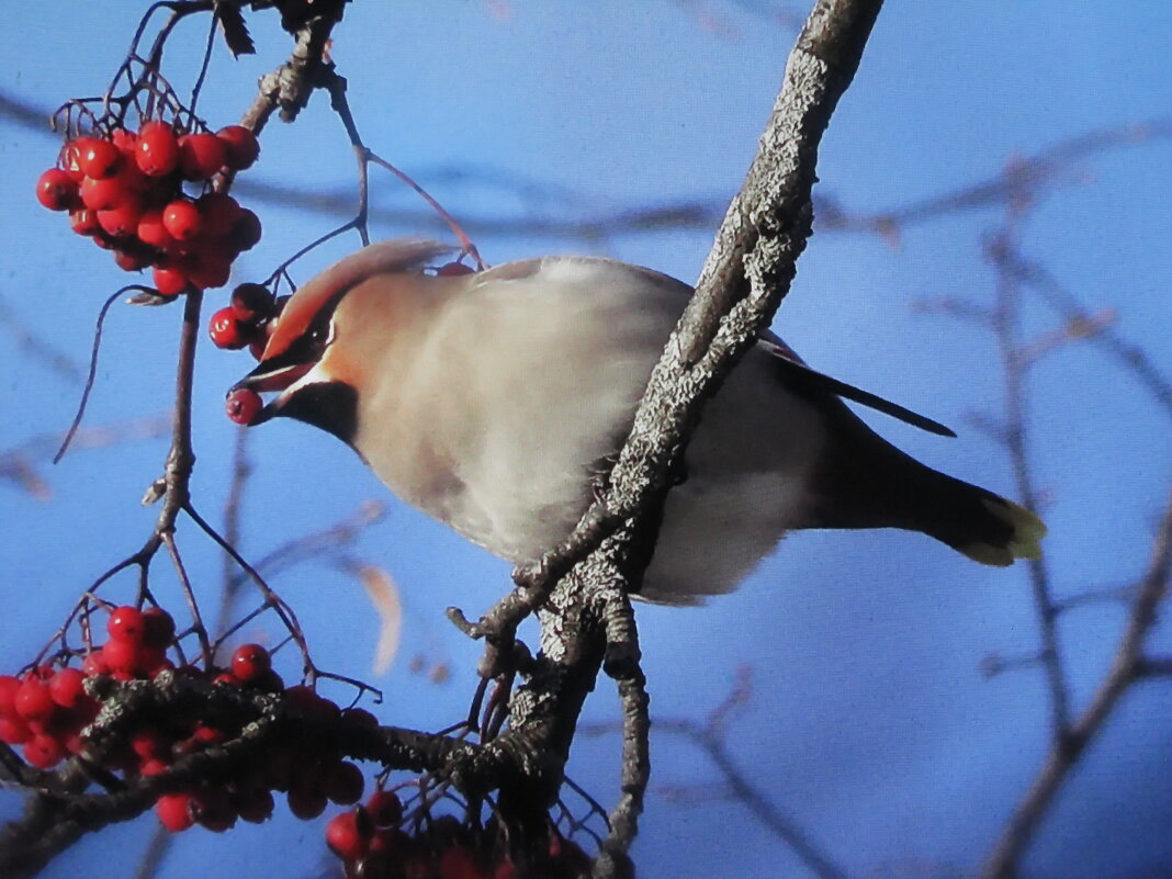 Свиристель - Людмила Смородинская Свиристель - Людмила Смородинская