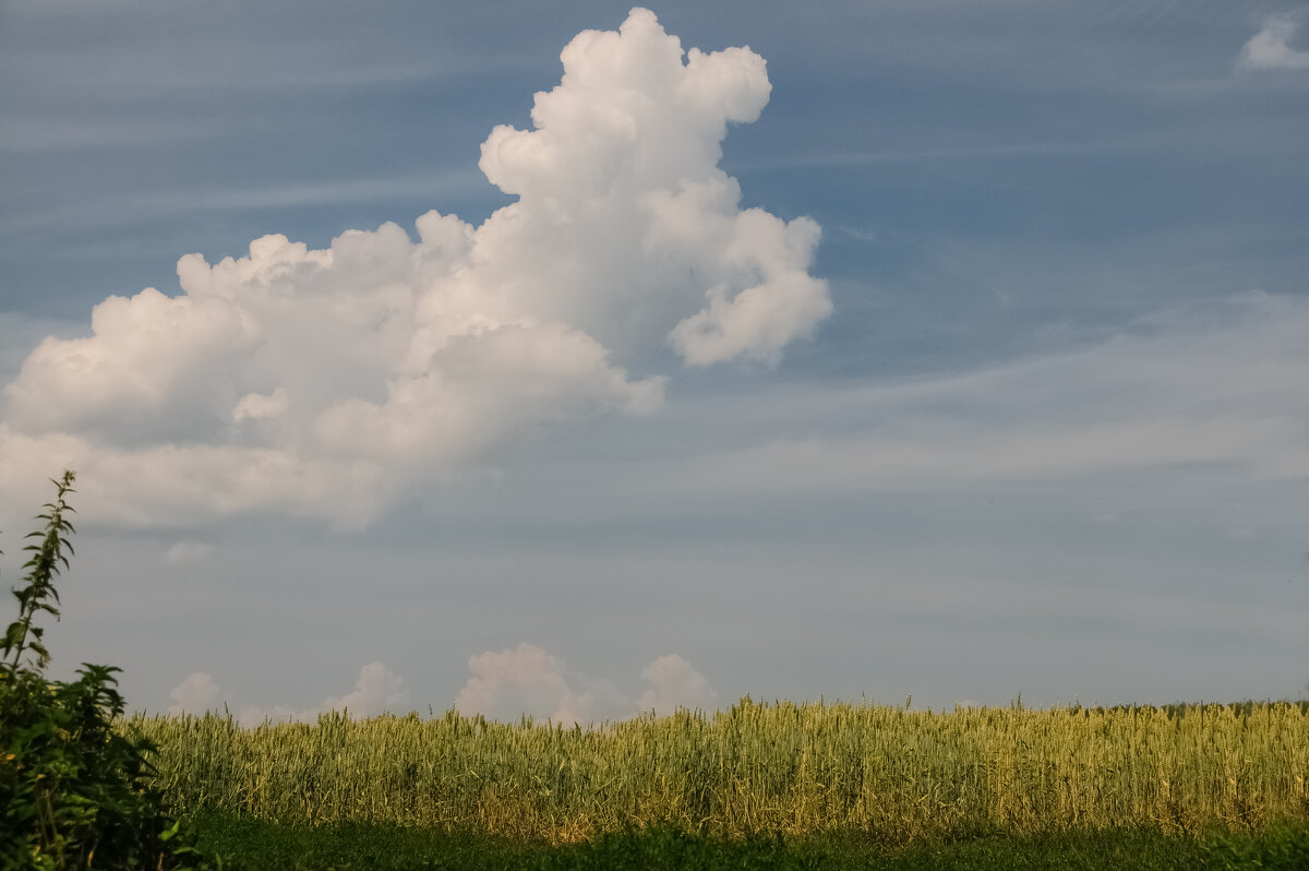 Белый пудель. - Николай Белый пудель. - Николай