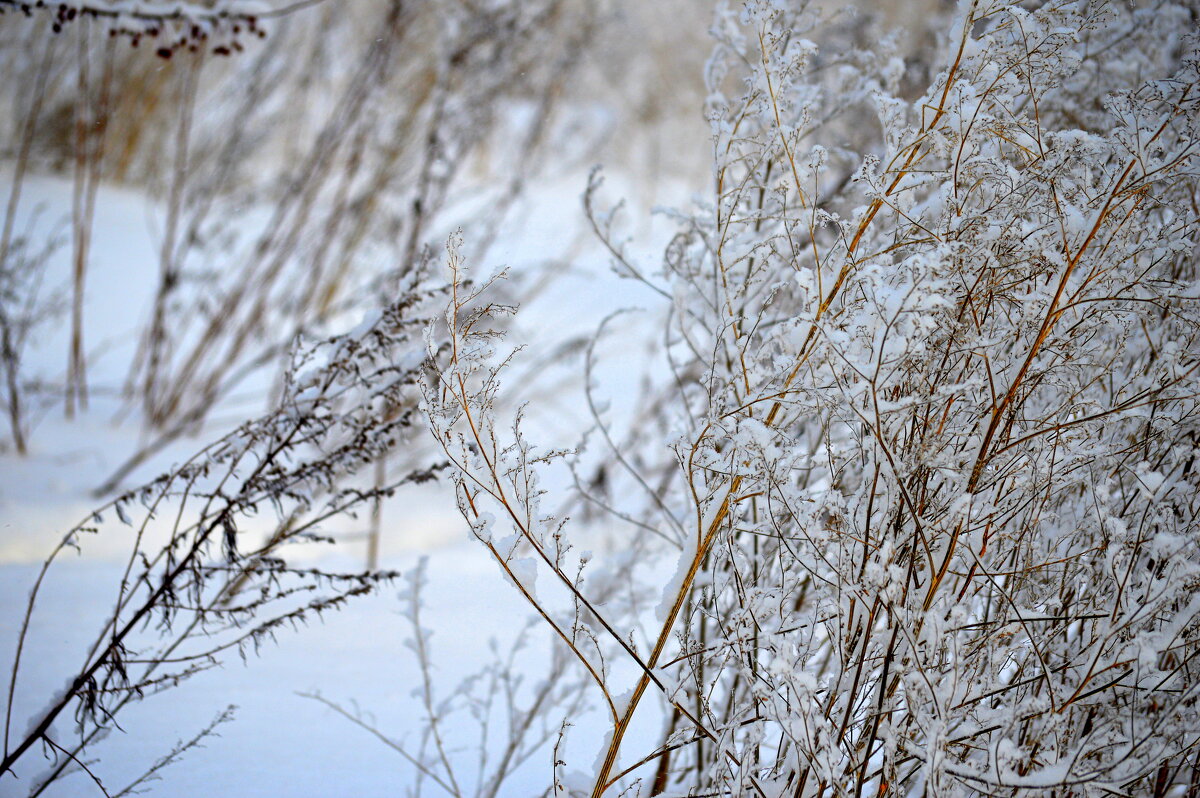 Сибирский зимний этюд - Татьяна Лютаева Сибирский зимний этюд - Татьяна Лютаева
