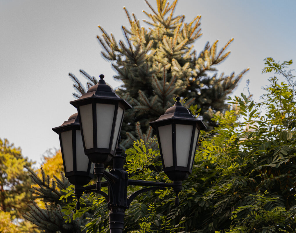 фонарь в кустах... - navalon M фонарь в кустах... - navalon M