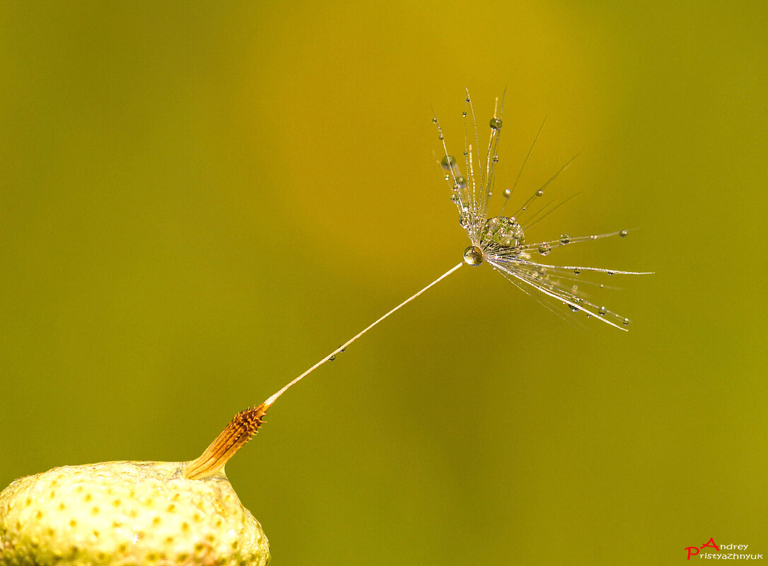 Капелька - Андрей Пристяжнюк