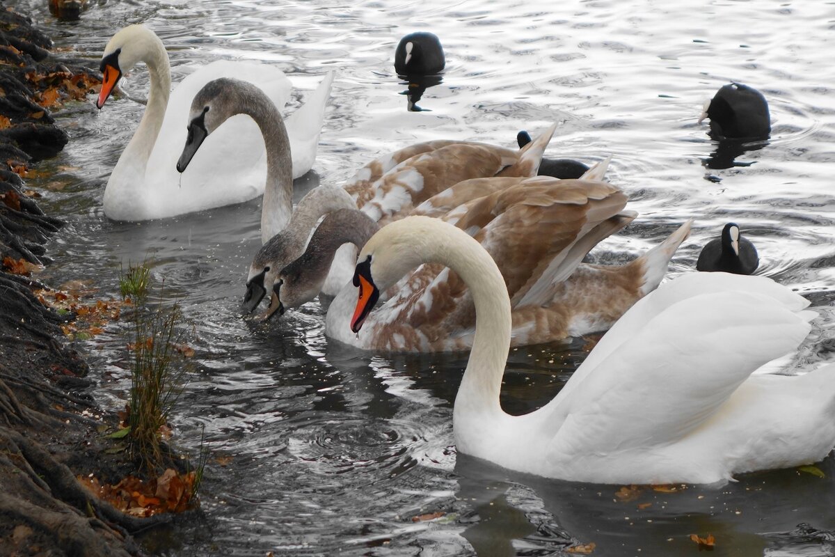 Лебеди в городском парке - Рита Симонова Лебеди в городском парке - Рита Симонова