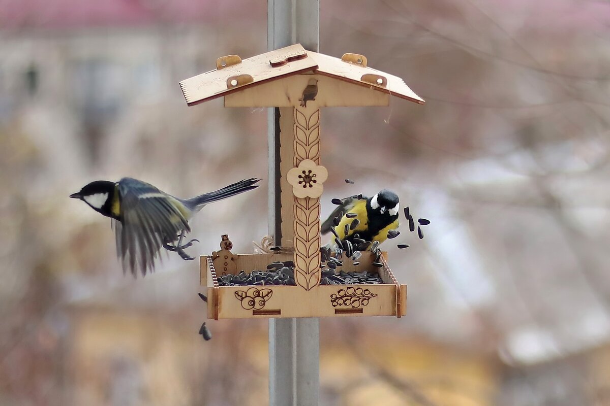 Левитация семечек. - Татьяна Бравая Левитация семечек. - Татьяна Бравая