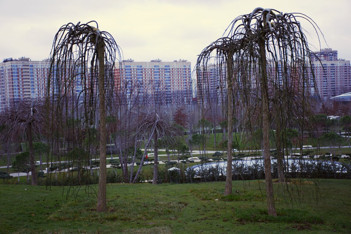 Странные деревья. - Юрий Полторыхин. Странные деревья. - Юрий Полторыхин.