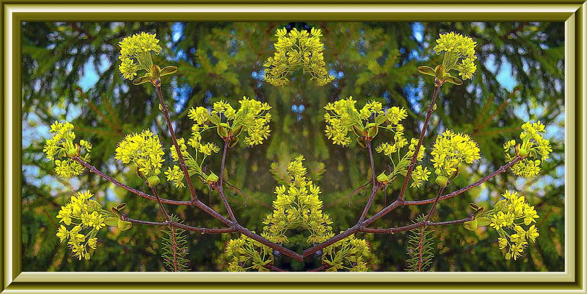 Цветение - Владимир Кроливец Цветение - Владимир Кроливец