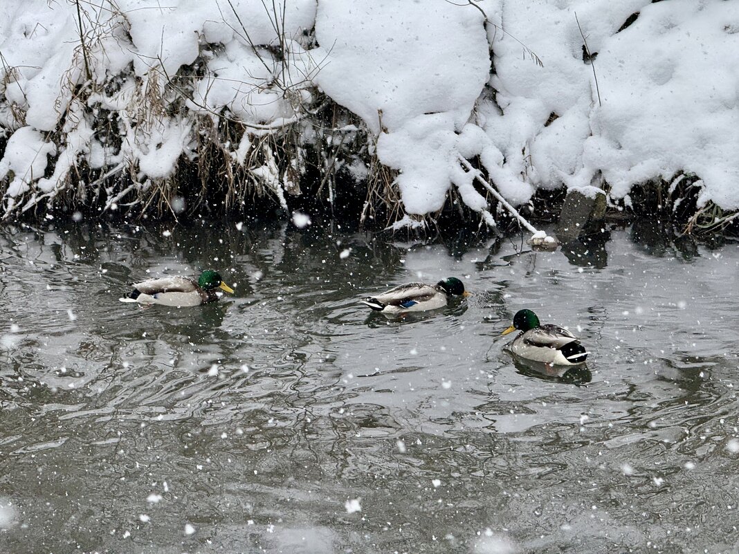 Утки не боятся зимы: плавание в снегопад. - Сергей Адигамов Утки не боятся зимы: плавание в снегопад. - Сергей Адигамов