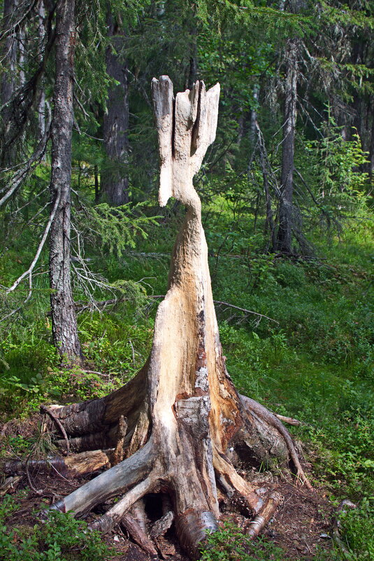 Лесной Леший. - ВикТор Быстров Лесной Леший. - ВикТор Быстров