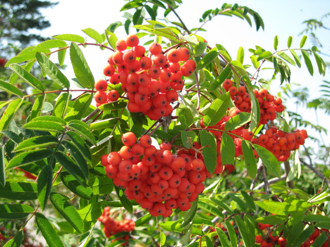 Гроздья рябины - Дмитрий П