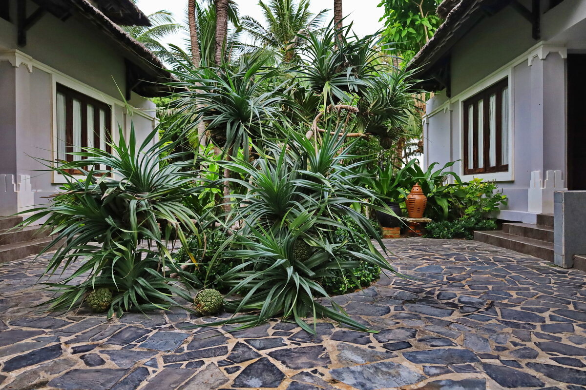 Хлебное дерево во дворе. - Людмила Гулина Хлебное дерево во дворе. - Людмила Гулина