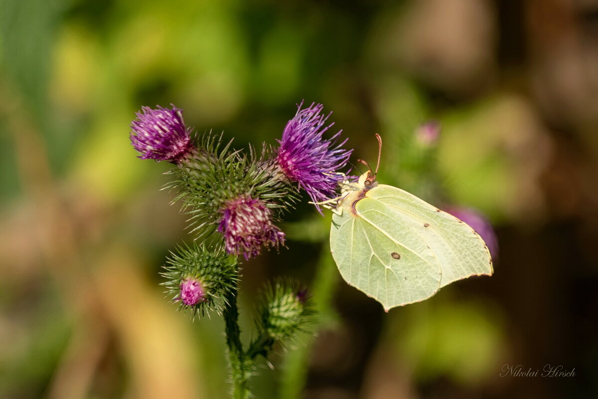 Лимонница на чертополохе... - Николай Гирш Лимонница на чертополохе... - Николай Гирш