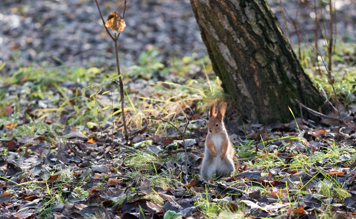 ** - Владимир Безбородов