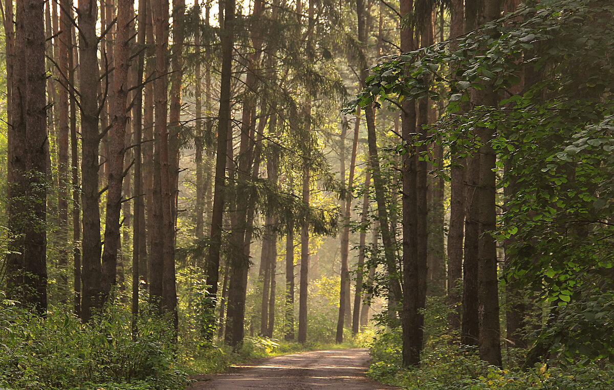 дорога в лесу - РозаВетроф дорога в лесу - РозаВетроф