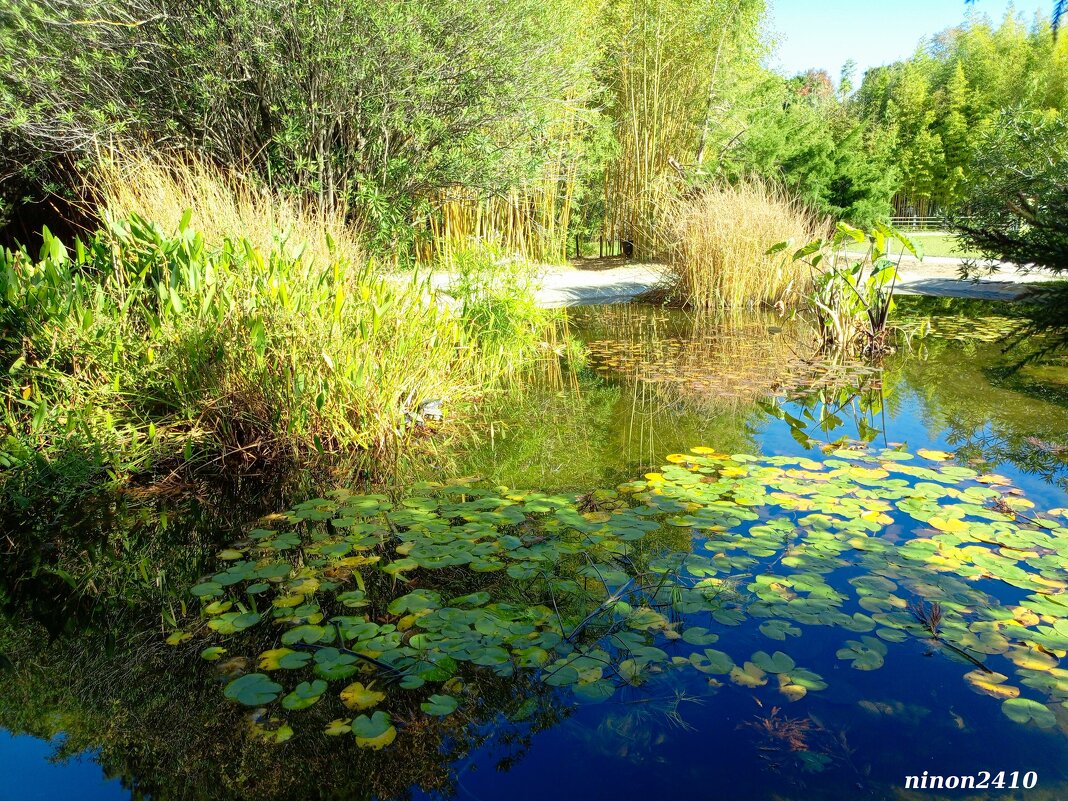 Адлер. Дендропарк "Южные культуры" - Нина Бутко Адлер. Дендропарк "Южные культуры" - Нина Бутко