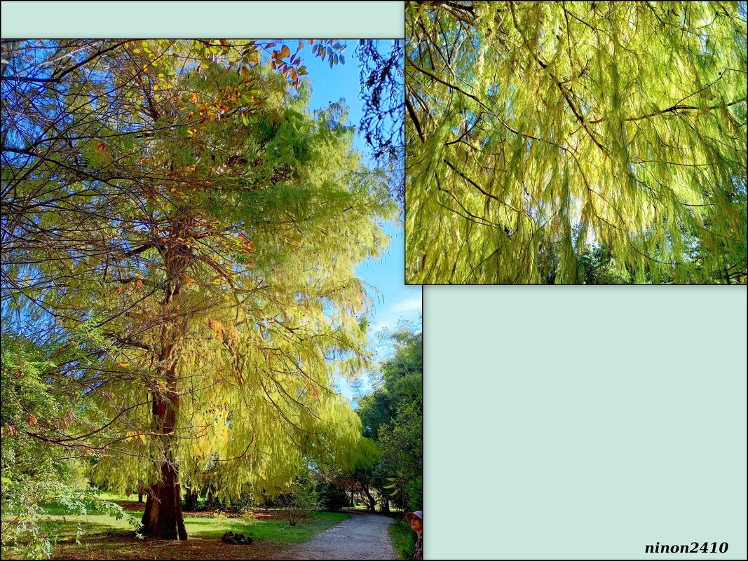 Адлер. Дендропарк "Южные культуры" - Нина Бутко Адлер. Дендропарк "Южные культуры" - Нина Бутко