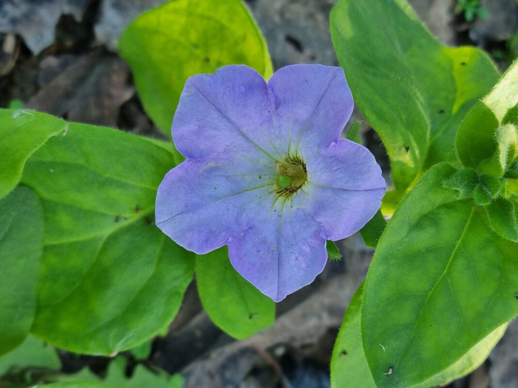 Нежное цветение - Наталья 