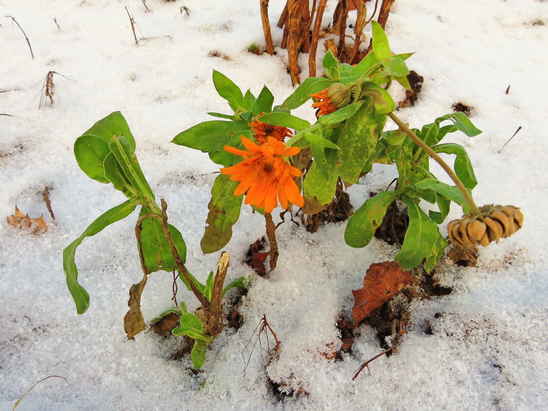 Зимняя календула - Андрей Снегерёв Зимняя календула - Андрей Снегерёв