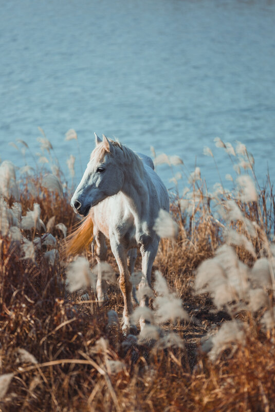 *** - Дмитрий 