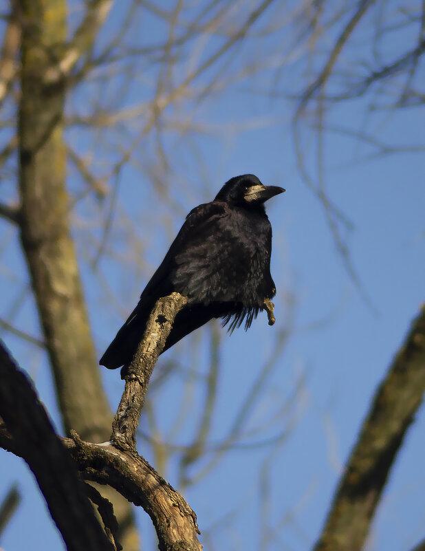 Грач. - Александр. AVG100 ---