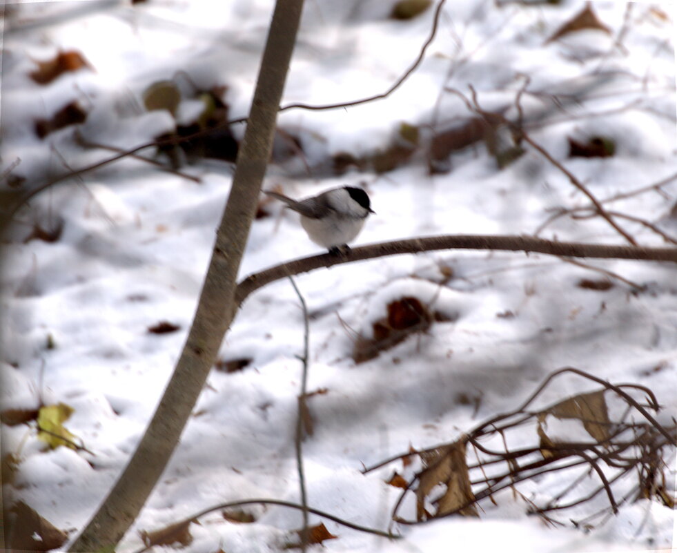 Буроголовая гаичка (Пухляк) - Сергей Владимирович Егоров Буроголовая гаичка (Пухляк) - Сергей Владимирович Егоров