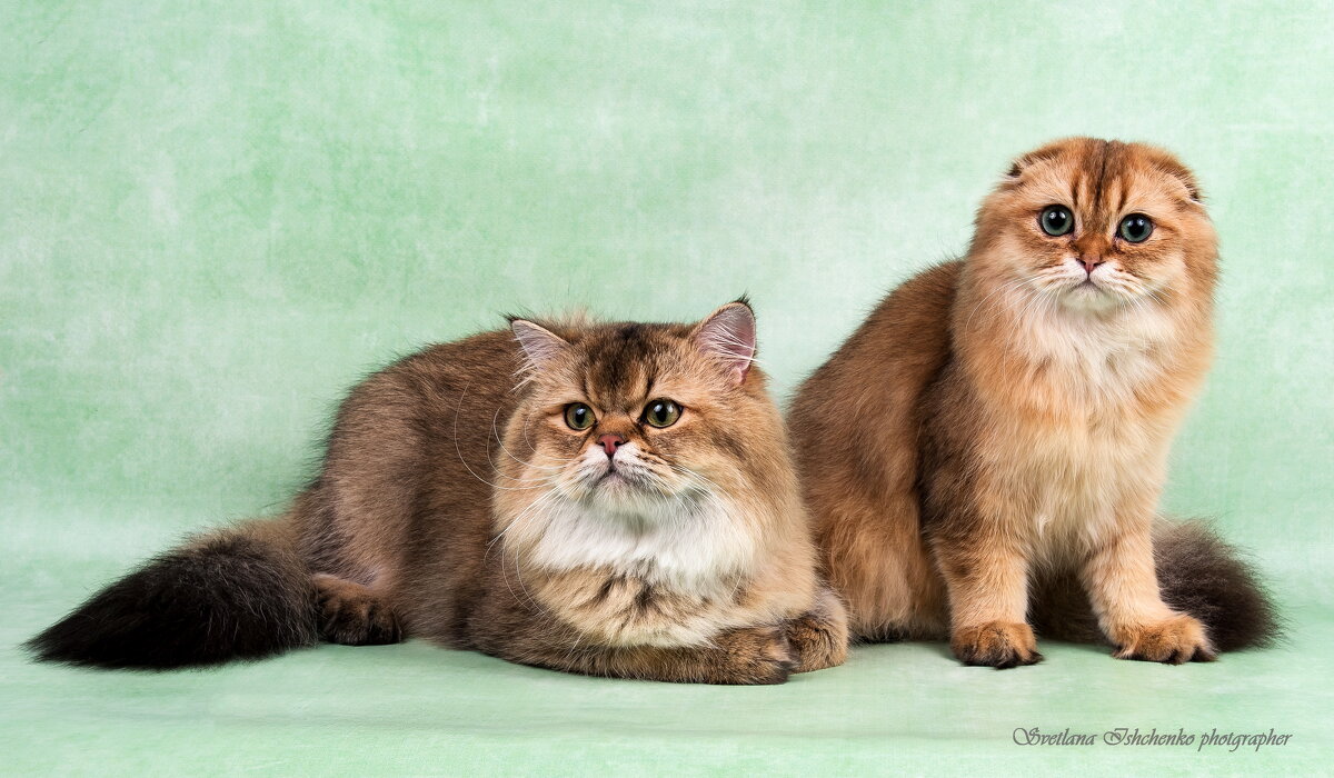 Красавцы... - Светлана Ищенко Красавцы... - Светлана Ищенко