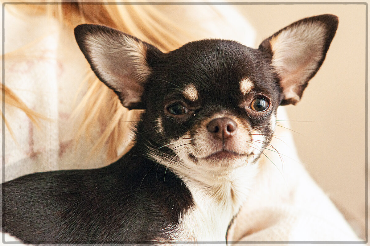 Братья меньшие. - Юрий Яньков Братья меньшие. - Юрий Яньков