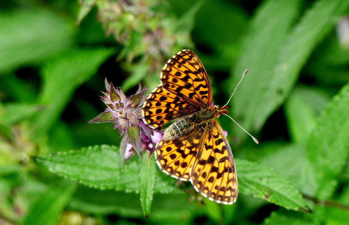 опять про бабочек...178 - Александр Прокудин опять про бабочек...178 - Александр Прокудин
