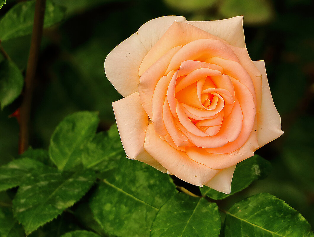 Летняя красота - Светлана Летняя красота - Светлана