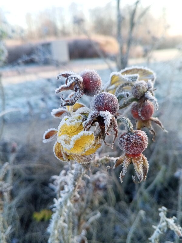 Шиповник - Сапсан 