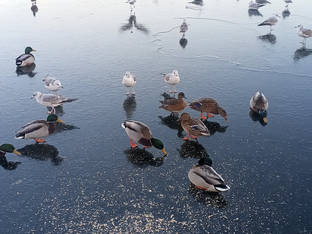 Утки - Сапсан 