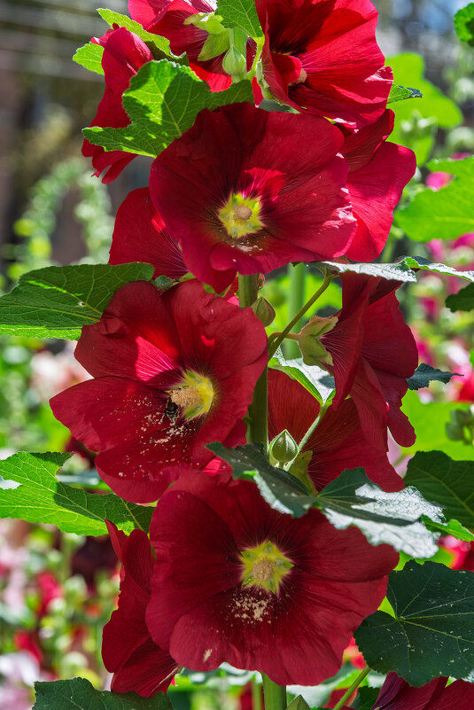 *** - Виктор Иванович Чернюк *** - Виктор Иванович Чернюк