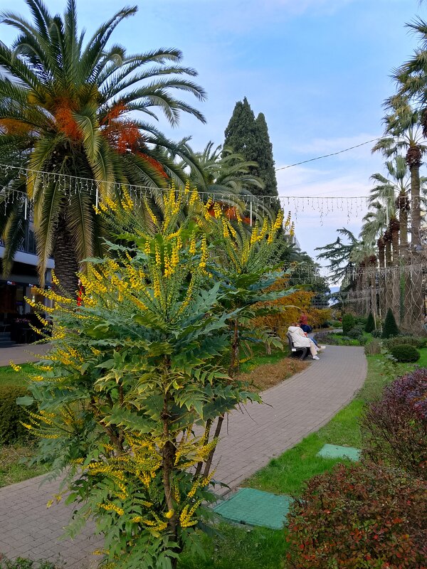 Сочи. Навагинская - Tata Wolf Сочи. Навагинская - Tata Wolf