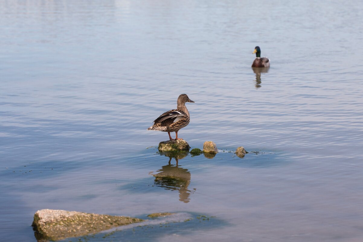 На свидании - Светлана Тихонина