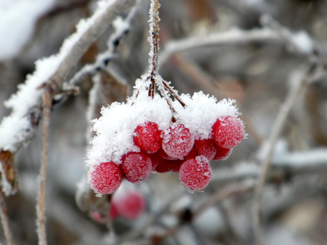 Свежемороженые. - nadyasilyuk Вознюк Свежемороженые. - nadyasilyuk Вознюк
