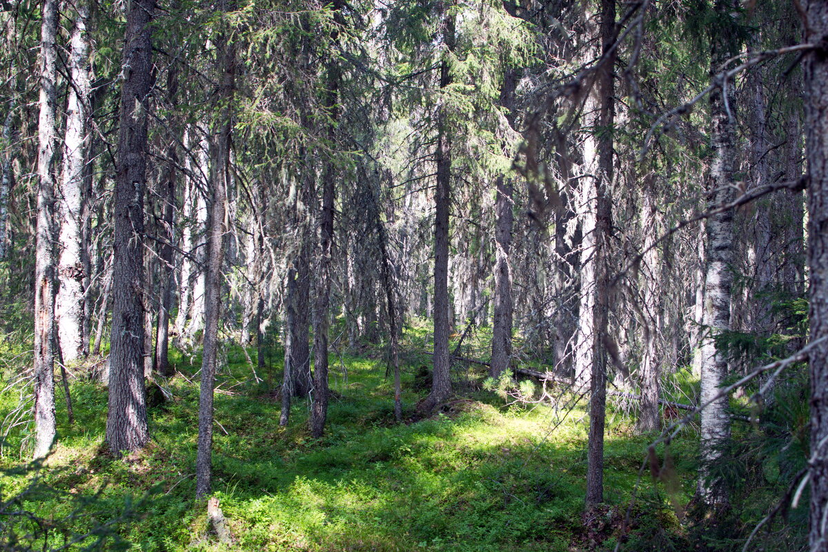 Северный лес. - ВикТор Быстров Северный лес. - ВикТор Быстров