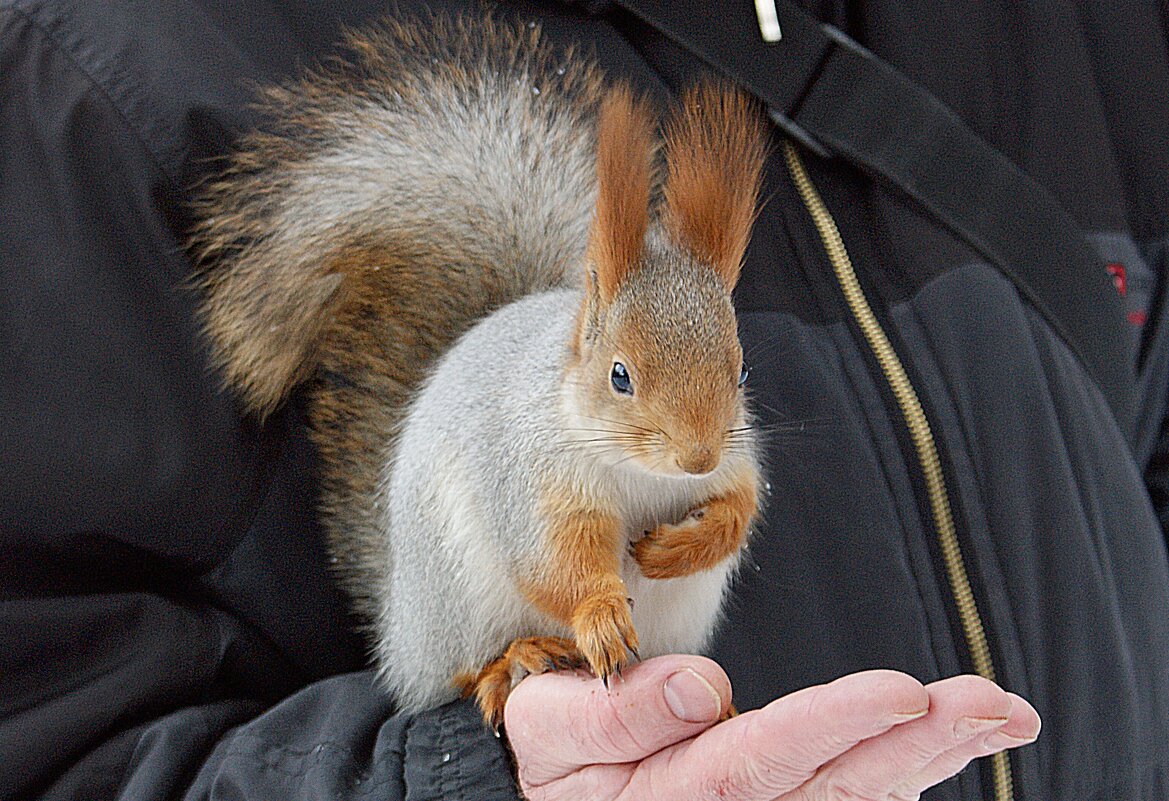 Доверие - Галина Нестратова Доверие - Галина Нестратова